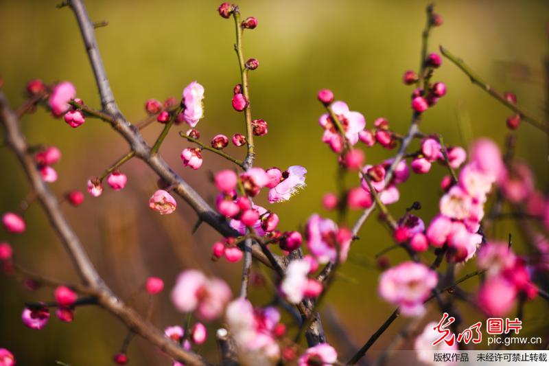 Blooming plum blossoms seen in C China’s Henan