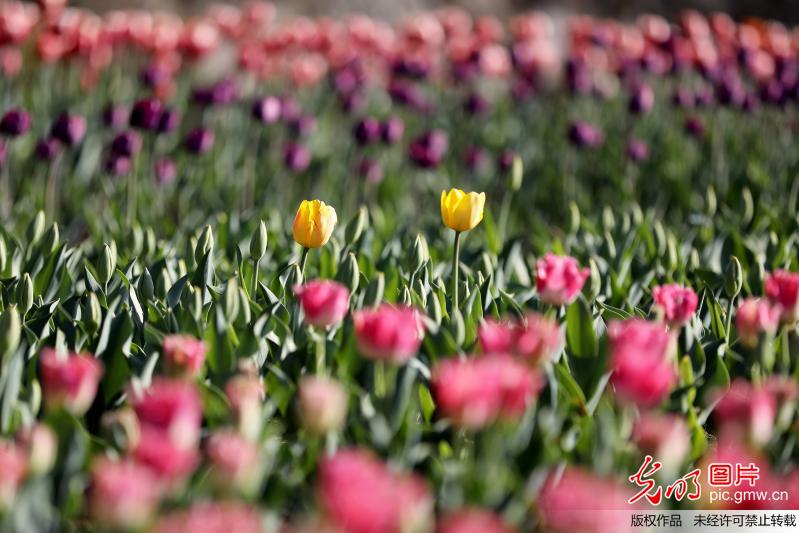 Scenery of tulips attract tourists in SW China’s Guizhou Province