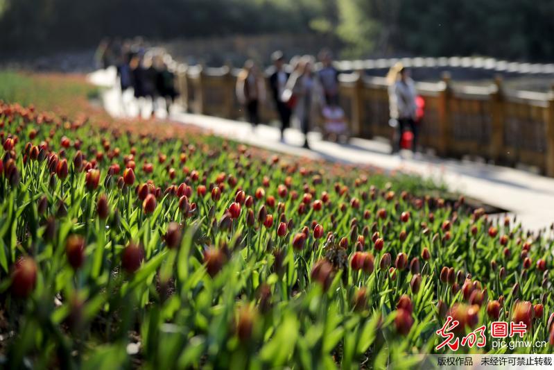 Scenery of tulips attract tourists in SW China’s Guizhou Province