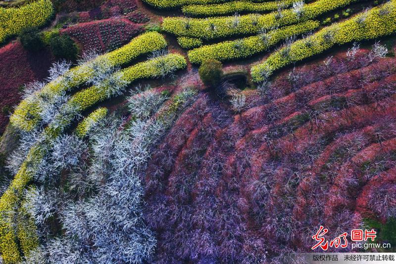 Aerial scenery of blooming flowers in C China’s Hunan Province
