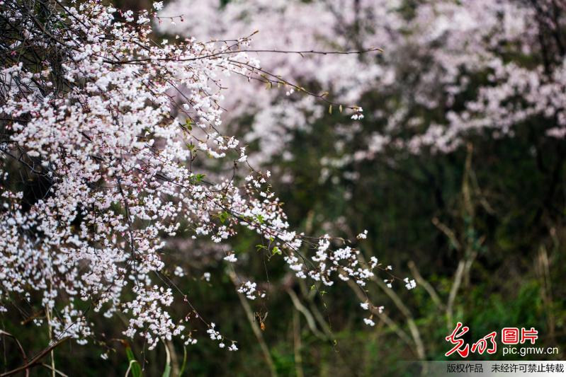 Flowers in full blossom in C China’s Hunan Province