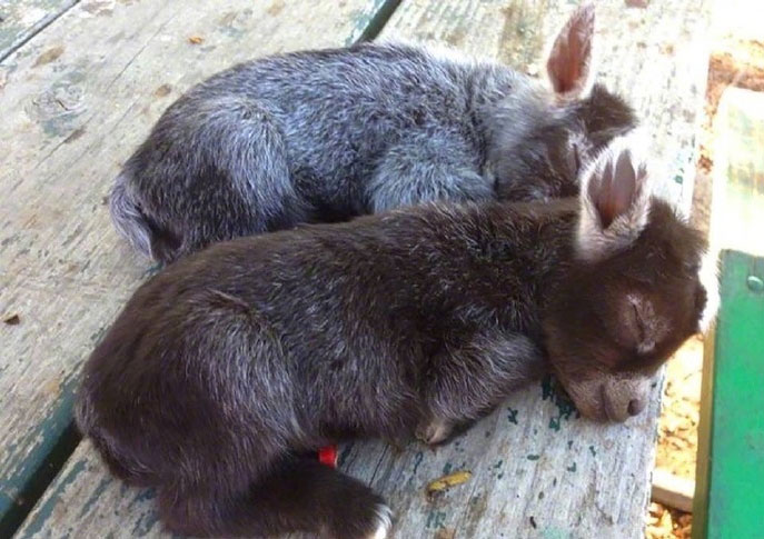 Adorable donkey cubs
