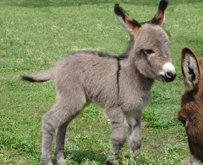 Adorable donkey cubs