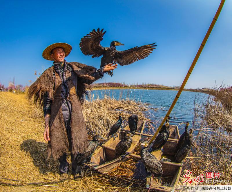 Cormorants and fisherman attract tourists in E China