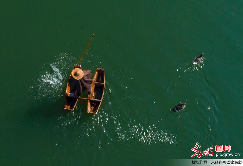 Cormorants and fisherman attract tourists in E China