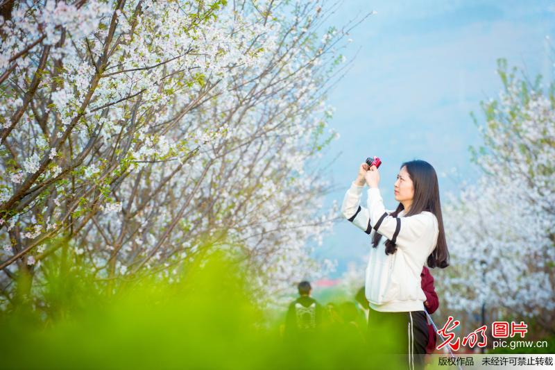 Tourists view cherry blossoms in SW China’s Chongqing