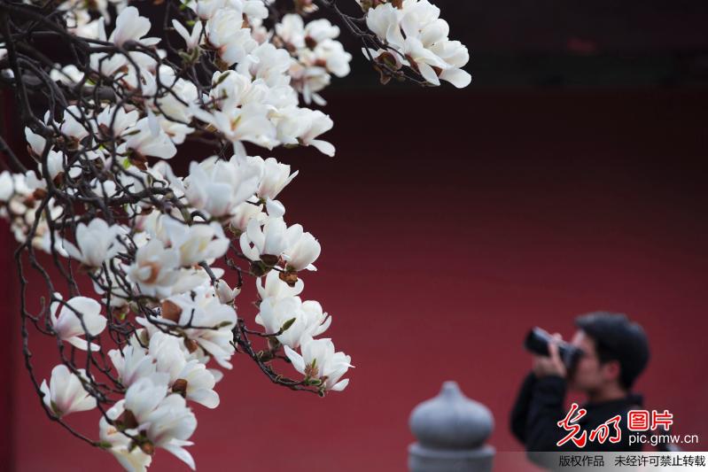 Tourists view magnolia flowers in E China’s Nanjing