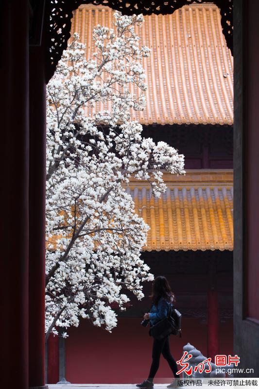 Tourists view magnolia flowers in E China’s Nanjing