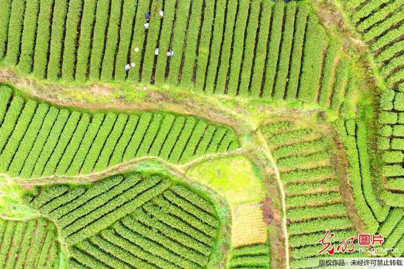Aerial scenery of tea plantation in C China
