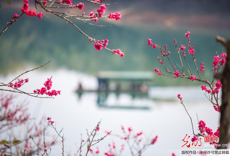 Peach blossoms seen in China's Qiandaohu Lake