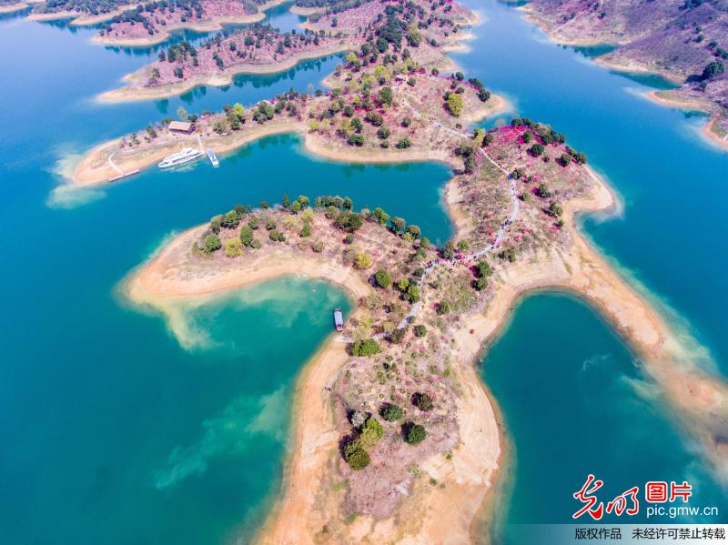 Peach blossoms seen in China's Qiandaohu Lake