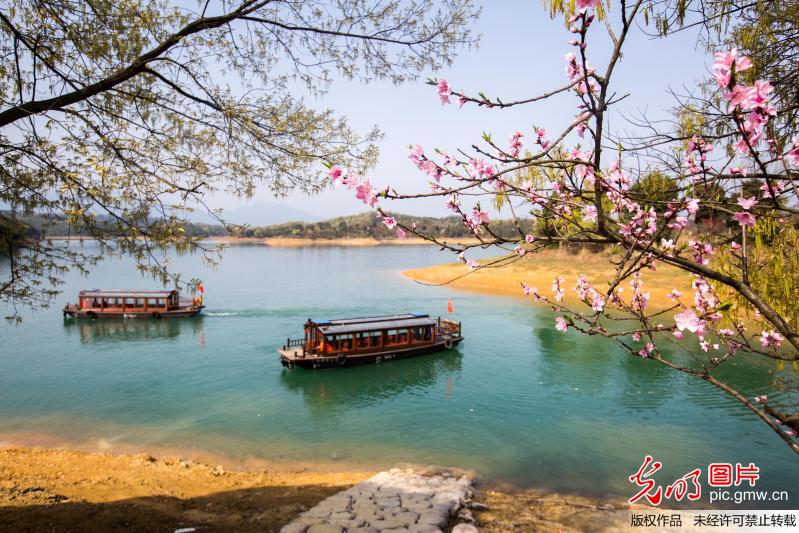 Peach blossoms seen in China's Qiandaohu Lake