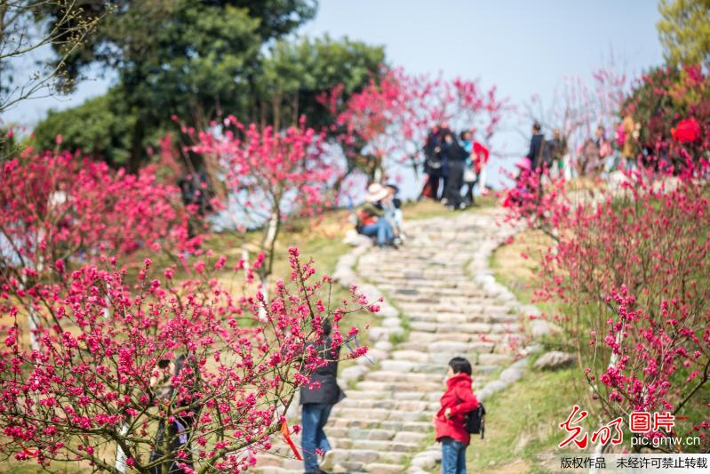 Peach blossoms seen in China's Qiandaohu Lake