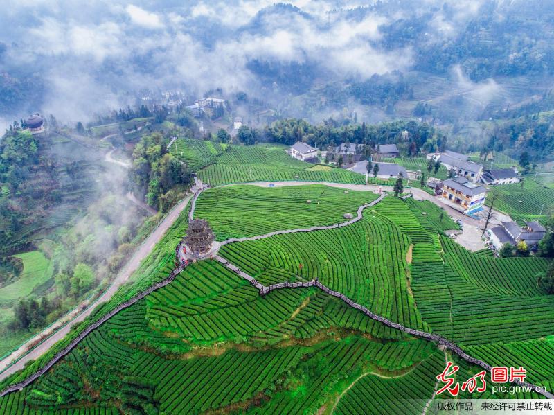 Aerial view of tea plantation in C China’s Hubei