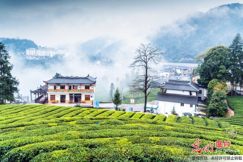 Aerial view of tea plantation in C China’s Hubei