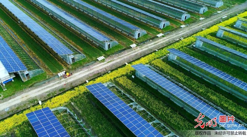 “PV power generation plus agriculture” promotes villages’ development in E China