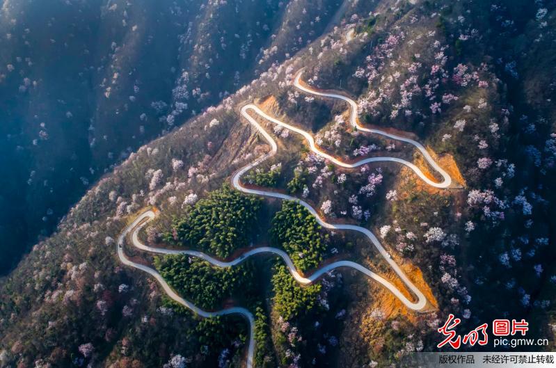 Aerial view of cherry blossoms in E China’s Jiangxi Province