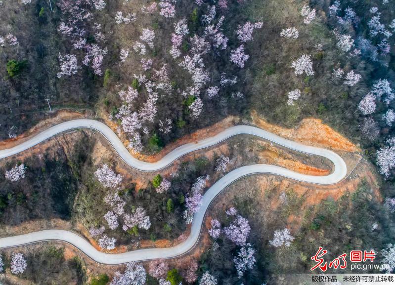 Aerial view of cherry blossoms in E China’s Jiangxi Province