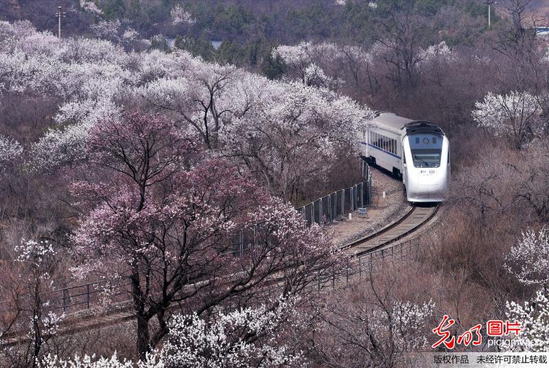 Train runs through “sea of flowers” near Great Wall