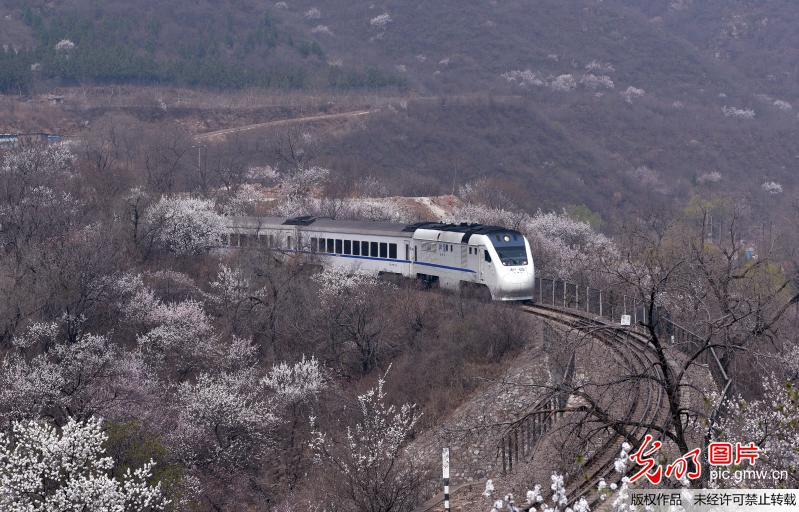 Train runs through “sea of flowers” near Great Wall