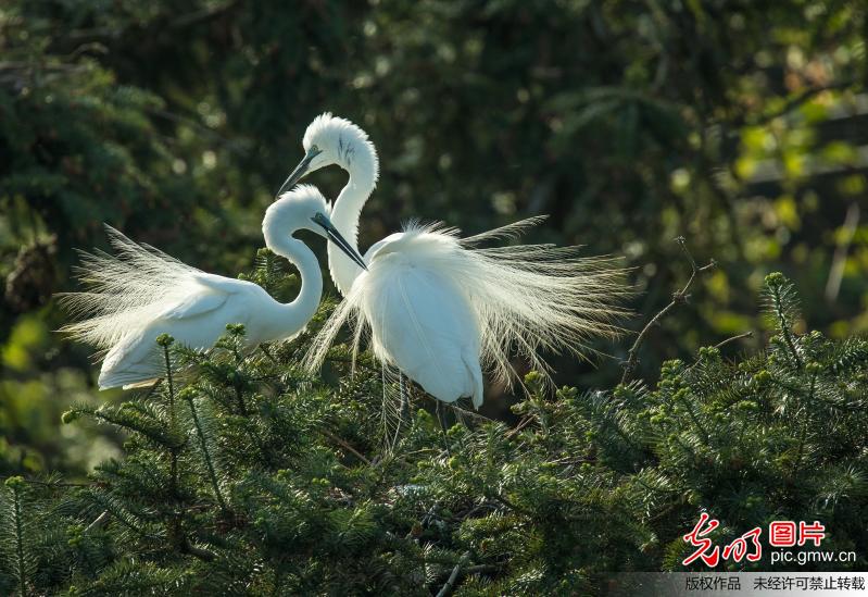 Egrets seen in Xiangshan forest park, S China's Jiangxi