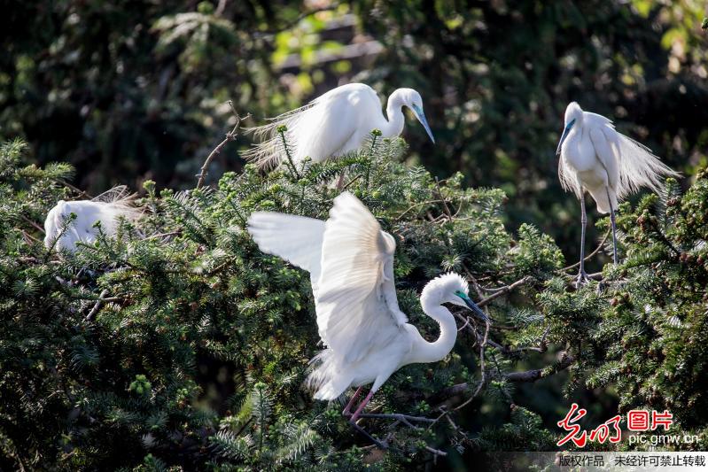 Egrets seen in Xiangshan forest park, S China's Jiangxi