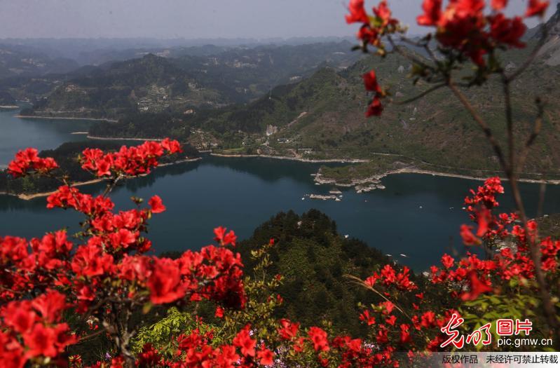 Spring scenery of flowers and lake in SW China’s Chongqing