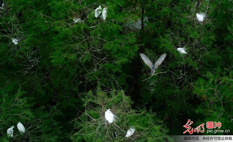 Egrets and herons seen in E China’s Anhui