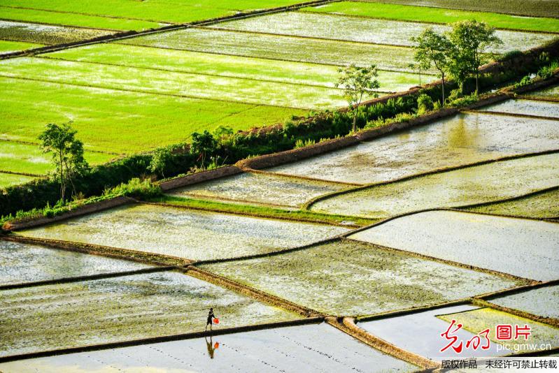 Farmers busy working in E China’s Jiangxi