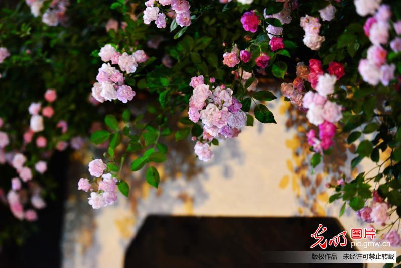 Rose multiflora flowers in full blossom in E China’s Nanjing
