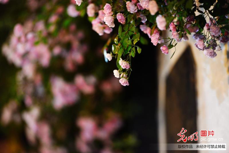 Rose multiflora flowers in full blossom in E China’s Nanjing