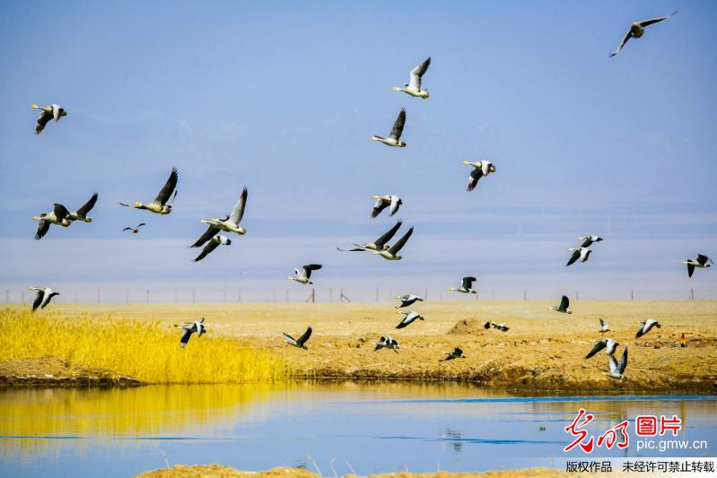 Large number of birds rest at Sugan Lake in NW China’s Gansu
