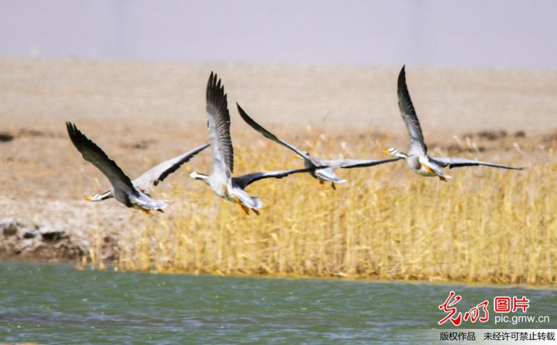 Large number of birds rest at Sugan Lake in NW China’s Gansu
