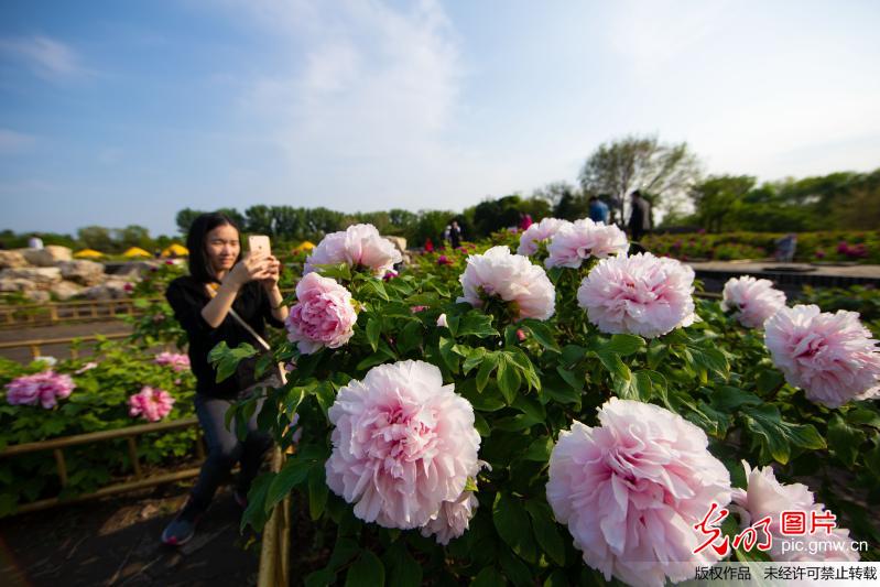 Tourists view blooming peonies at Old Summer Palace in Beijing
