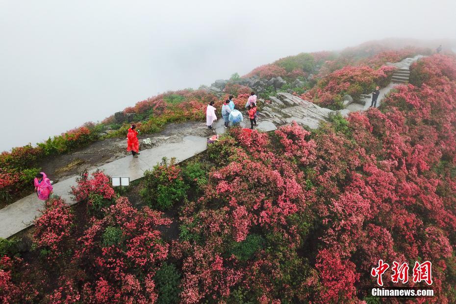 Tourist enjoy azaleas in SW China’s Guizhou