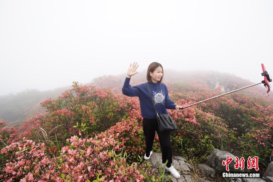 Tourist enjoy azaleas in SW China’s Guizhou