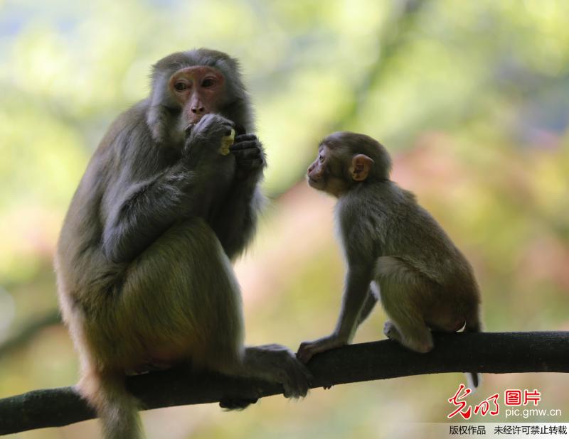 Wild macaques seen at Zhangjiajie National Forest Park in C China