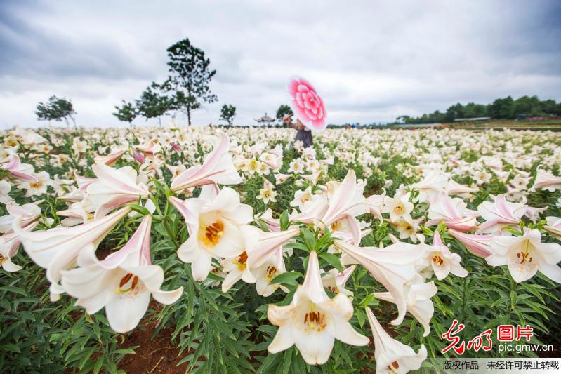 Blooming flowers attract tourists by Poyang Lake in E China’s Jiangxi