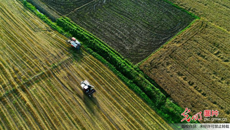 Farmers busy reaping wheat in E China’s Anhui Province