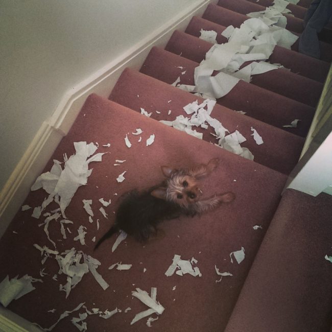 Guilty Pets Who Had Absolutely No Idea You'd Be Home So Soon...