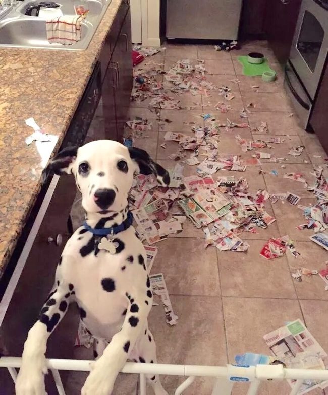 Guilty Pets Who Had Absolutely No Idea You'd Be Home So Soon...