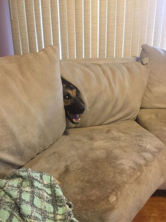 Those Pets Who Are So, So Terrible At Hide-And-Seek, But We Still Love Them