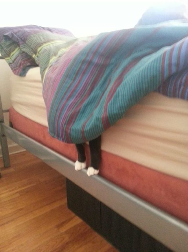 Those Pets Who Are So, So Terrible At Hide-And-Seek, But We Still Love Them