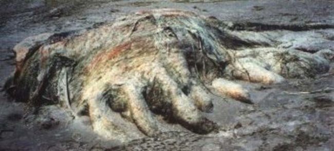 Here Are The 10 Most Insane Creatures To Ever Wash Ashore -- The Ocean Is Terrifying