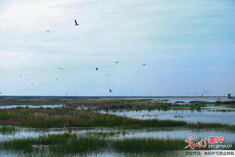 Migrant birds back due to environmental protection in Xinjiang