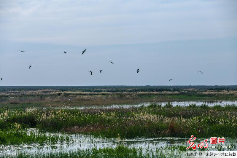 Migrant birds back due to environmental protection in Xinjiang