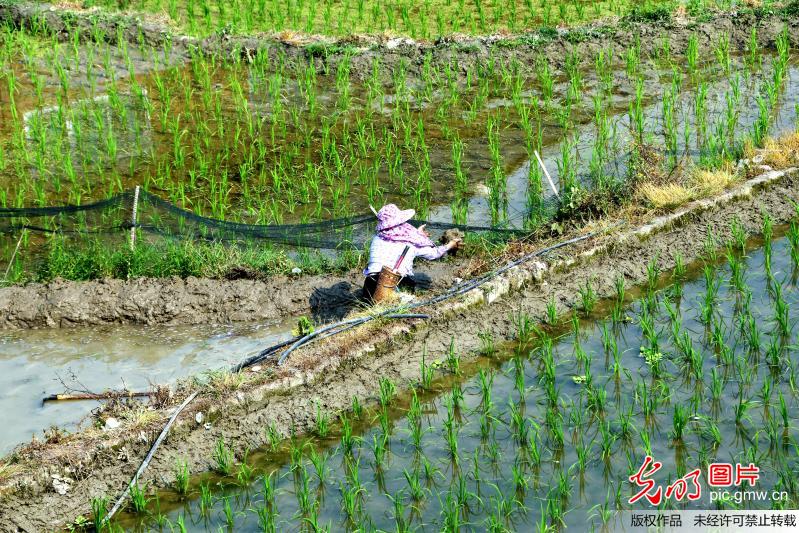 Farmers work at terraced fields in SW China’s Guizhou Province
