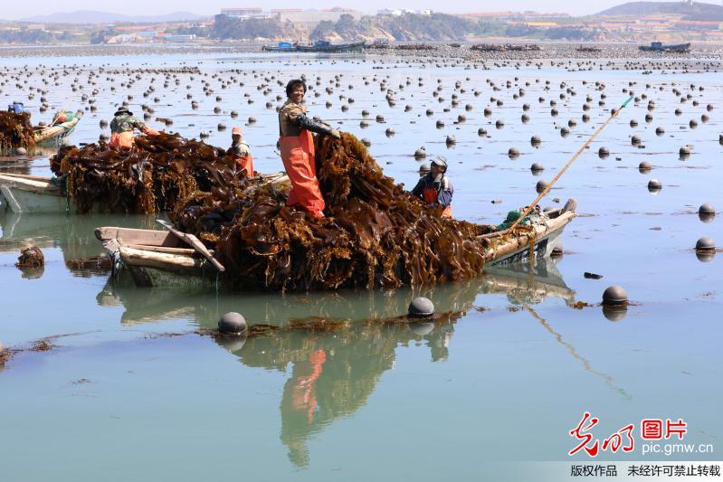 Workers busy harvesting kelp in E China’s Shandong