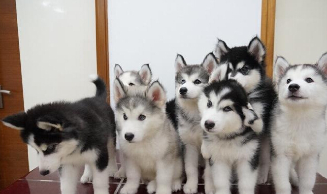 I never succeed in taking a perfect group photo of my Alaskan Malamutes...