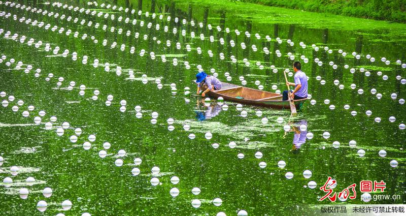 Workers busy with freshwater mussel farming in E China’s Jiangsu